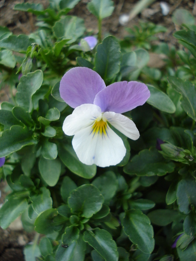 Penny White Jump Up 11apr09 - Penny White pansy