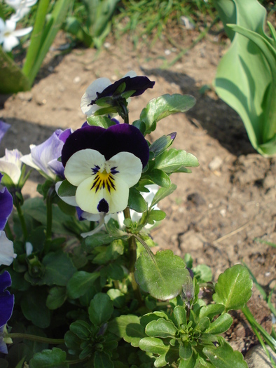 Penny White Jump Up 11apr09 - Penny White pansy