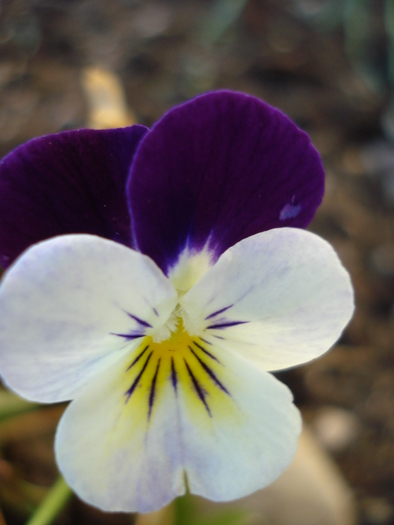 Penny White Jump Up 14jun09 - Penny White pansy