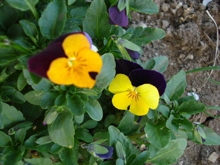 Penny Yellow Jump Up 11apr09 - Penny Yellow pansy