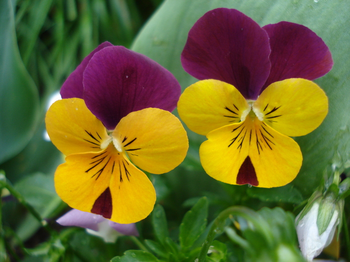 Penny Yellow Jump Up 13may09 - Penny Yellow pansy