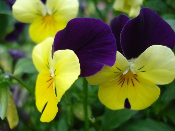 Penny Yellow Jump Up 13may09 - Penny Yellow pansy