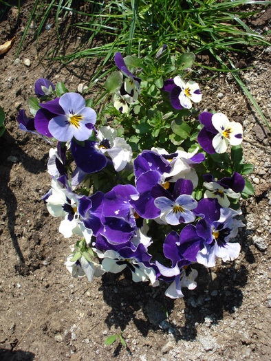 Penny Jump Up pansy, 16apr2009 - Pansy Jump Up mix