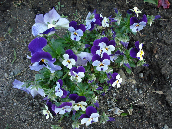 Penny Jump Up pansy, 05may2009