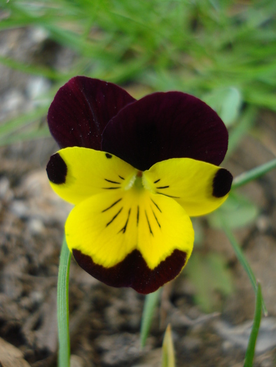 Penny Yellow Jump Up pansy 13apr