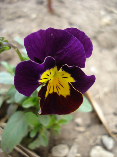 Penny Yellow Purple pansy 05apr - Penny Yellow Purple