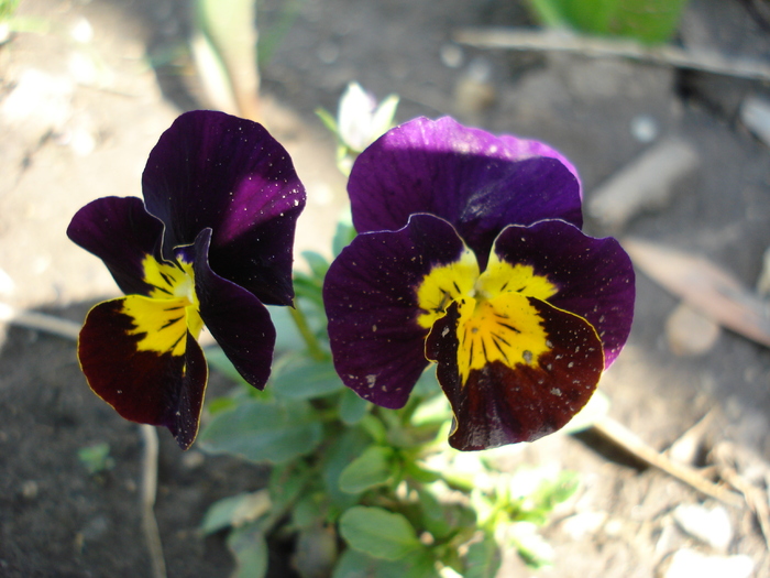 Penny Yellow Purple pansy 08apr - Penny Yellow Purple