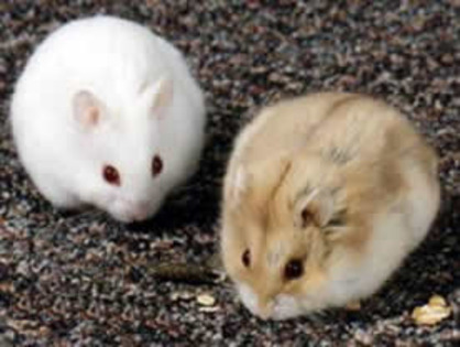 campbelli - HAMSTERI