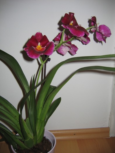 Miltonia