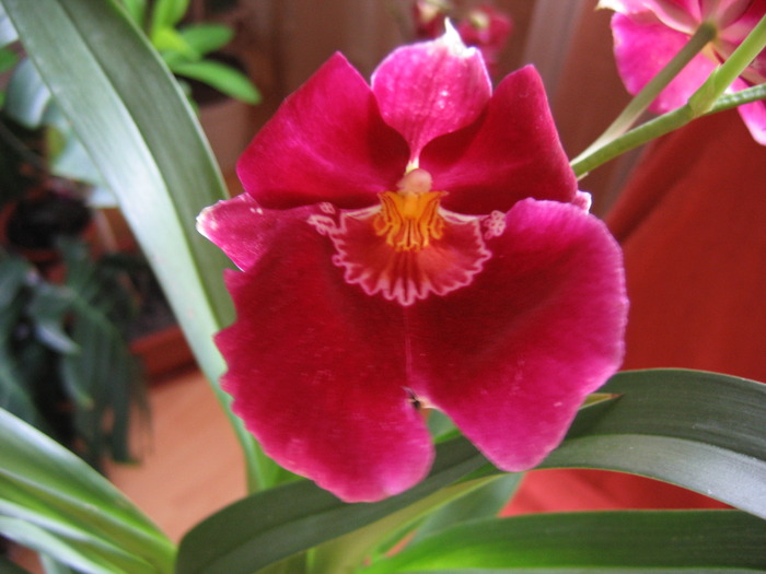 Miltonia-floare - 2-PLANTELE MELE