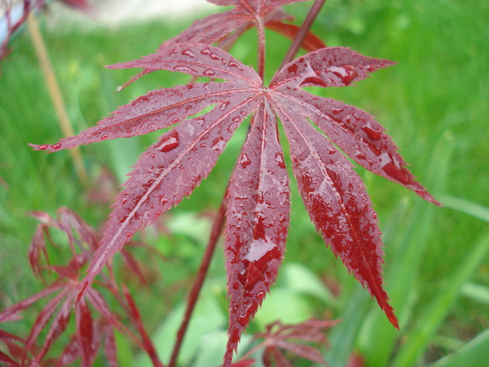 Acer palmatum Bloodgood (2010, Apr.20) - Acer palmatum Bloodgood