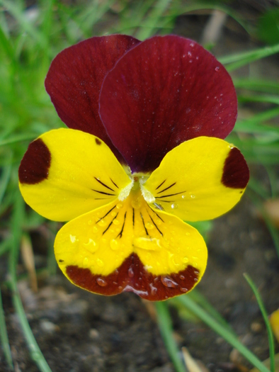 Penny Yellow Jump Up pansy 20apr - Penny Yellow pansy