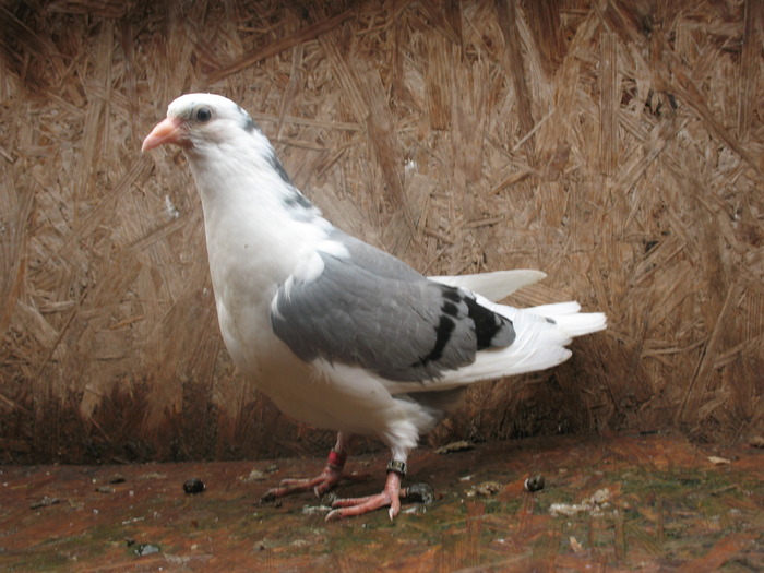 4 (1)