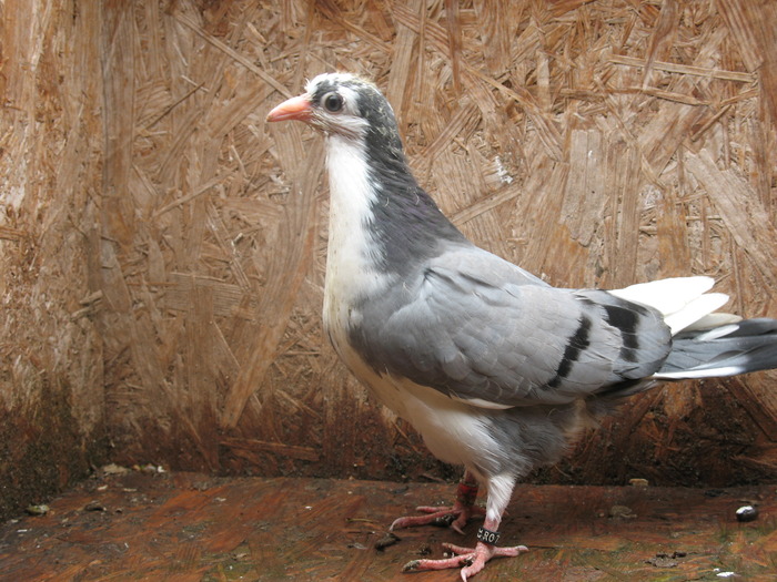19a
