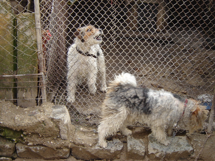 foxterrier cu par sarmos - Foxterrier