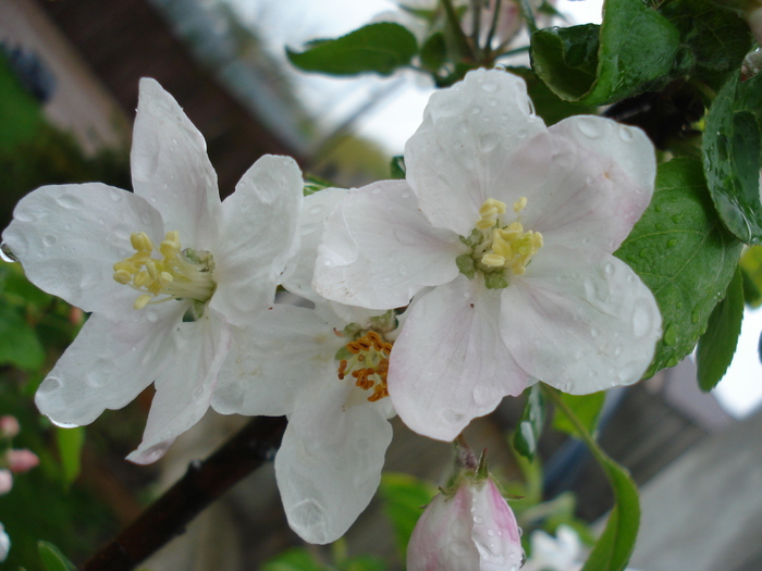 Apple Blossom_Flori mar (2010, April 20)