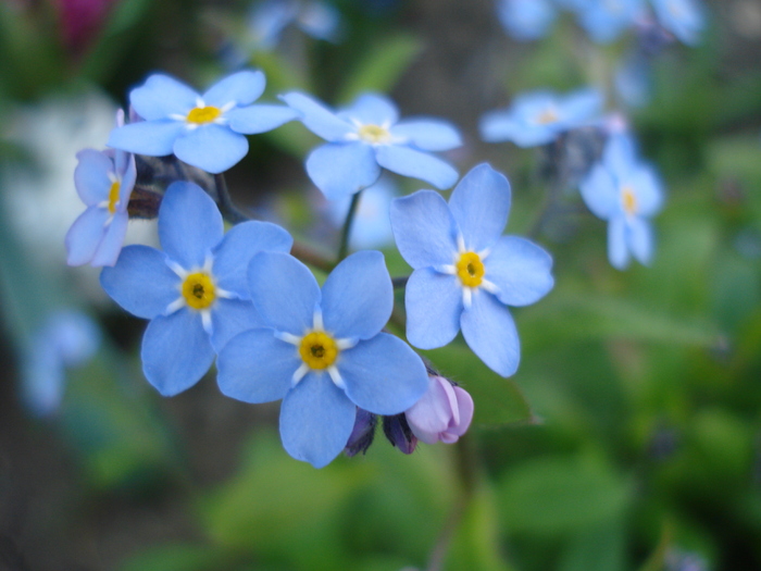 Myosotis alpestris (2010, April 18) - MYOSOTIS Alpestris