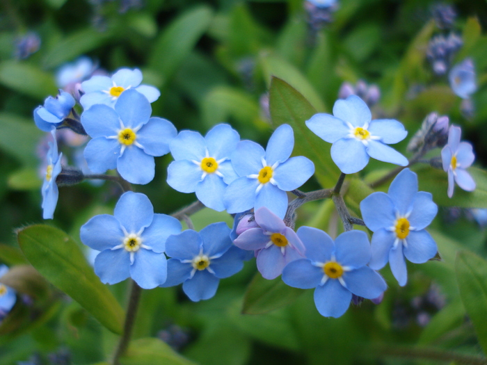 Myosotis alpestris (2010, April 18) - MYOSOTIS Alpestris