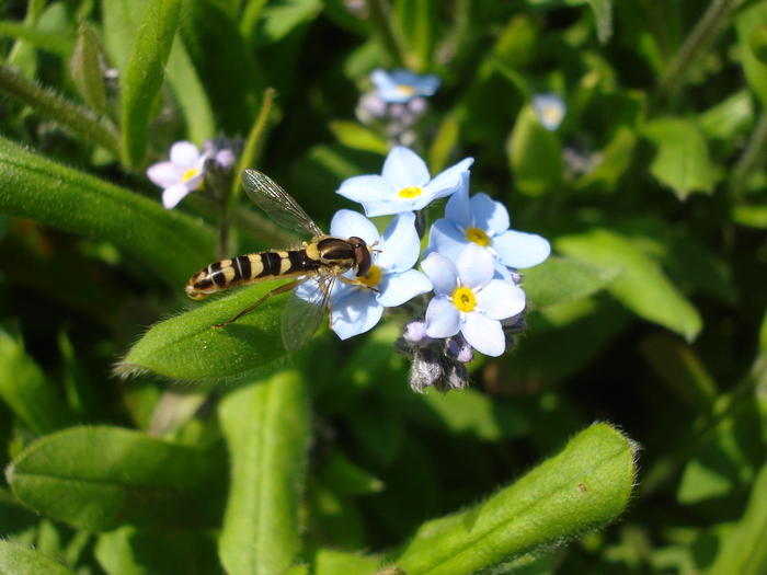 Myosotis alpestris (2010, April 18) - MYOSOTIS Alpestris