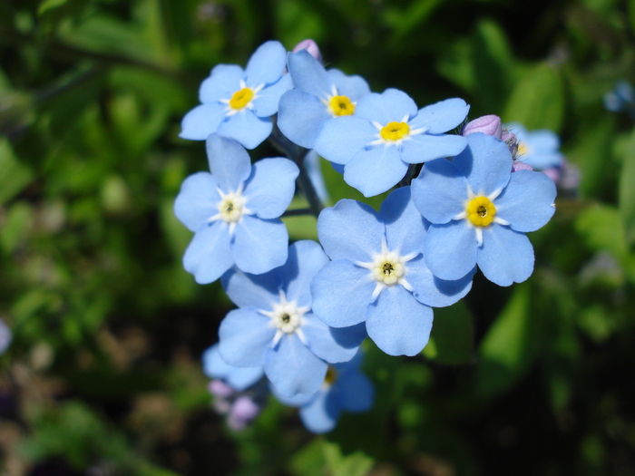 Myosotis alpestris (2010, April 18) - MYOSOTIS Alpestris