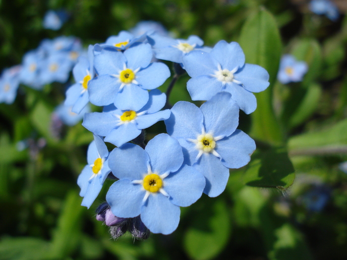 Myosotis alpestris (2010, April 18) - MYOSOTIS Alpestris