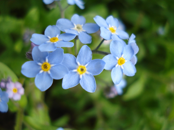 Myosotis alpestris (2010, April 18) - MYOSOTIS Alpestris