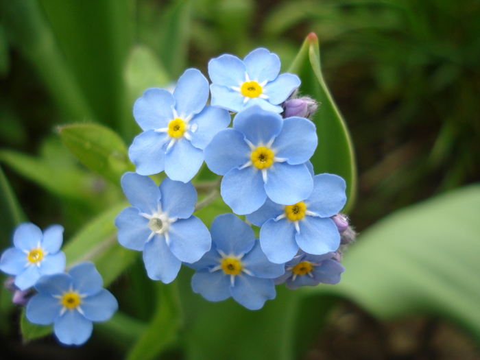 Myosotis alpestris (2010, April 18) - MYOSOTIS Alpestris