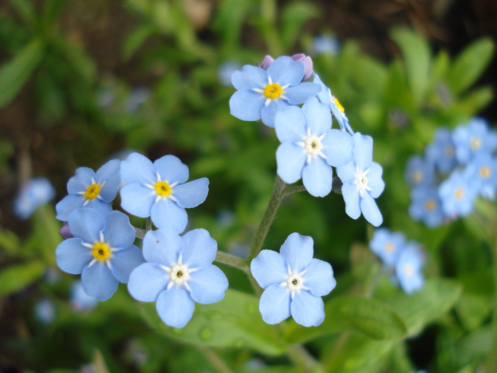 Myosotis alpestris (2010, April 18)