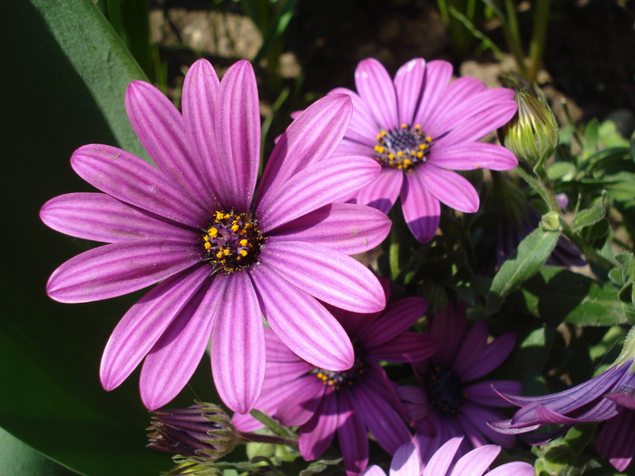 African Daisy Astra Violet (2010, Apr.18) - Osteo Astra Violet