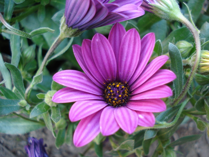 African Daisy Astra Violet (2010, Apr.18) - Osteo Astra Violet