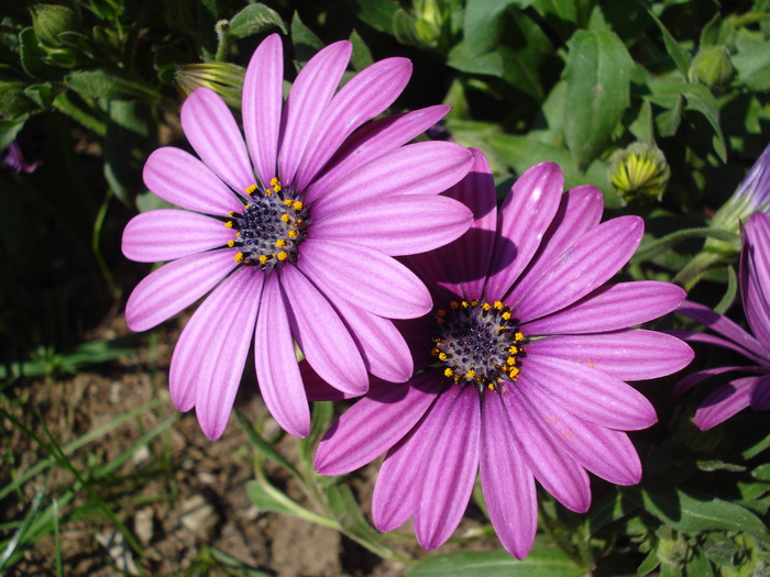 African Daisy Astra Violet (2010, Apr.18) - Osteo Astra Violet