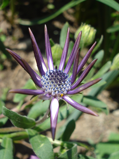 African Daisy Astra Violet (2010, Apr.18) - Osteo Astra Violet