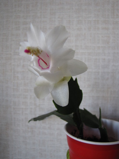 Schlumbergera alba lastar 2009 20 apr 2010 - schlumbergera si rhipsi