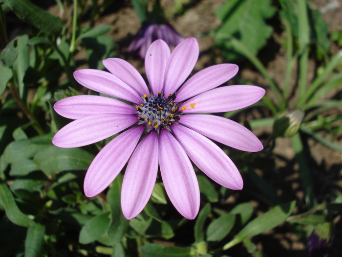 African Daisy Astra Violet (2010, Apr.18)