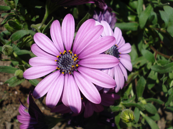 African Daisy Astra Violet (2010, Apr.18) - Osteo Astra Violet