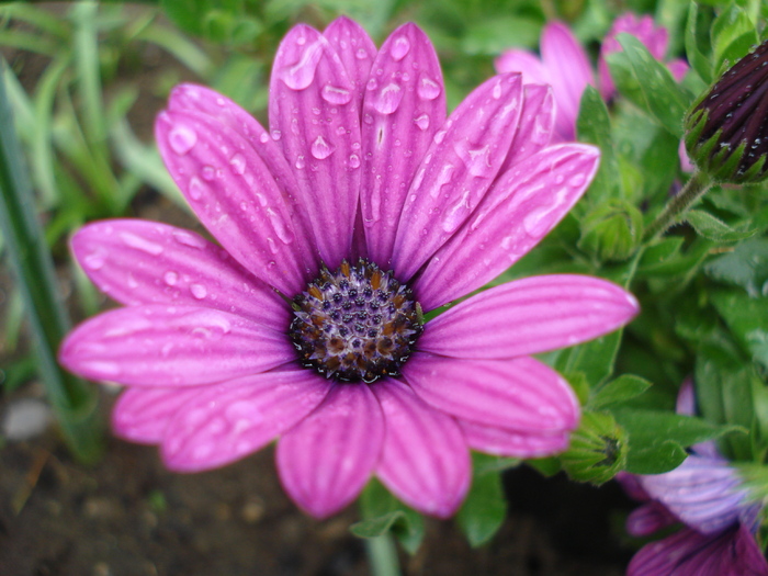 African Daisy Astra Violet (2010, Apr.20) - Osteo Astra Violet