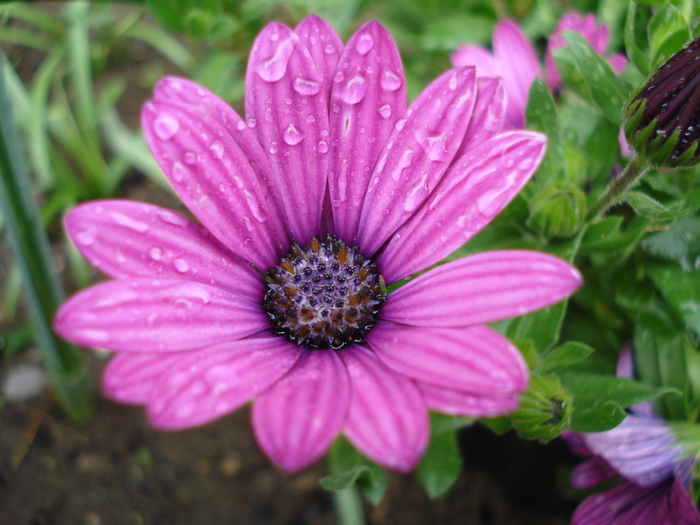 African Daisy Astra Violet (2010, Apr.20)