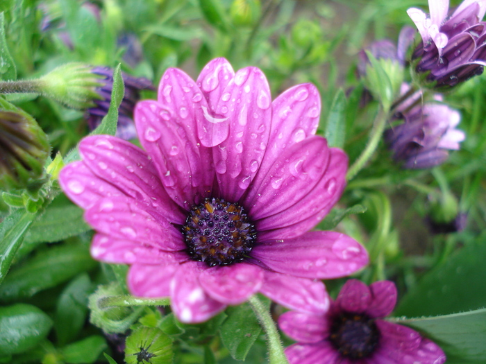 African Daisy Astra Violet (2010, Apr.20)