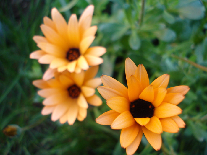 Daisy Orange Dream (2010, April 18)