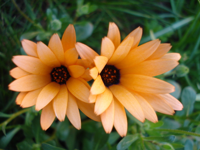 Daisy Orange Dream (2010, April 18)