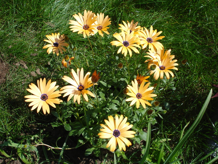 Daisy Orange Dream (2010, April 18)