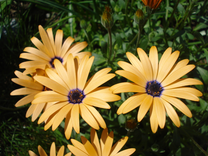 Daisy Orange Dream (2010, April 18)