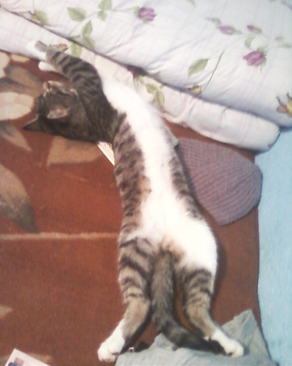 Mitzu acrobat in somn