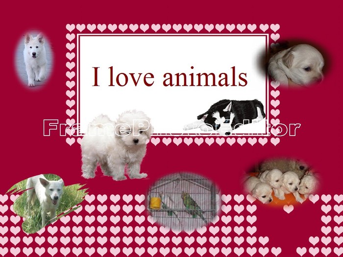 i love animals - INTRA SI VEi VEDEA