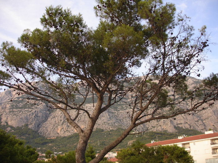 DSC06994 - Copy - Croatia - 2008