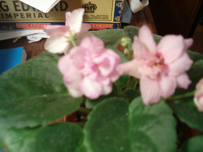 lamb's ear - violete