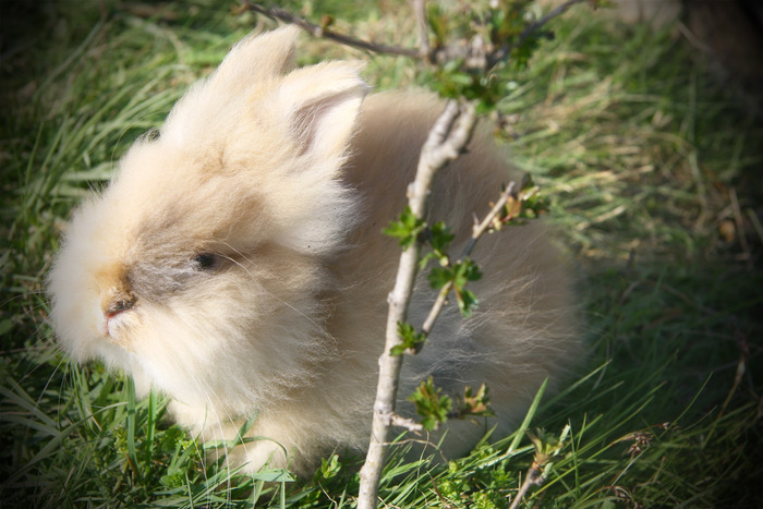 Pongo 1; Baietelul familiei-Pongo
