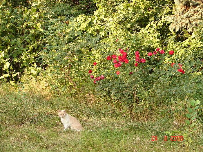 DSC05681; In Gradina Botanica
