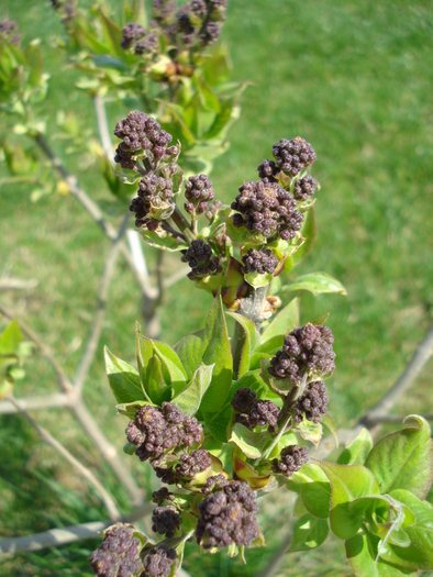 Lilac Ruhm von Horstenstein (`10,Apr.08) - Ruhm von Horstenstein