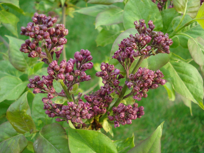 Lilac Ruhm von Horstenstein (`10,Apr.18)